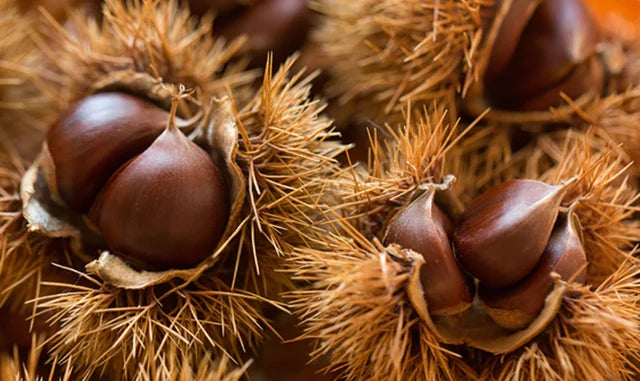 アマゾンショコラ・マロンロールケーキ1本ずつセット